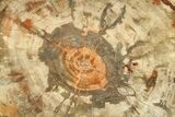 Colorful, Petrified Wood (Araucaria) Round - Fungal Rot! #271239-1